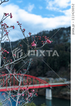 2024早春の月ヶ瀬梅渓　咲き始めた紅梅と月ヶ瀬橋① 111428052