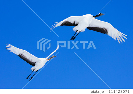 飛んでいる鶴 111428071