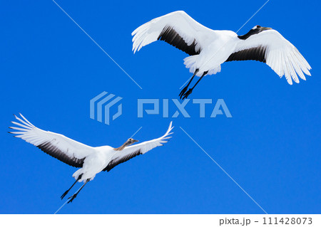 飛んでいる鶴 111428073
