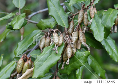 ナワシログミの若い実 ナワシログミの若い実 111428545