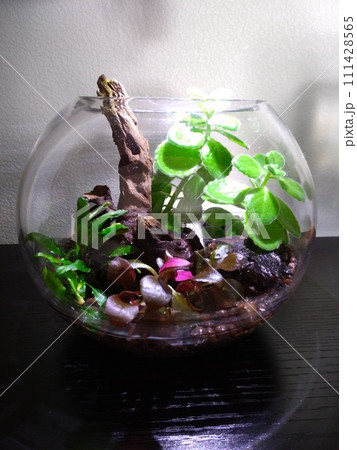 ちょっとした楽しみ 111428565