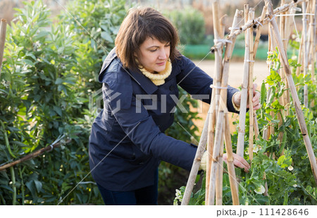 Young woman gardener with bamboo stick working with seedlings 111428646