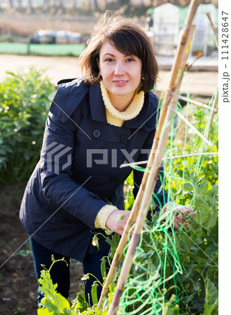 Young woman gardener with bamboo stick working with seedlings Young woman gardener with bamboo stick working with seedlings 111428647