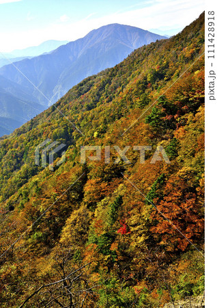 紅葉の丹沢山地 丹沢主脈の姫次より望む大室山 紅葉の丹沢山地 丹沢主脈の姫次より望む大室山 111428918
