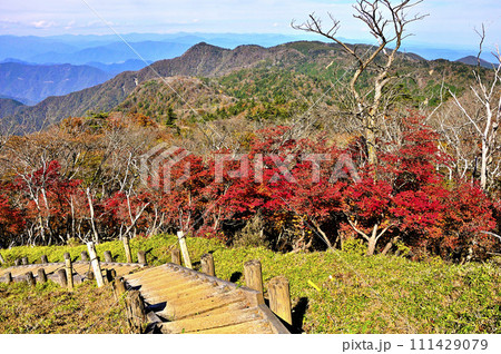 秋の丹沢山地 丹沢主脈 シロヤシオの紅葉に北丹沢を望む 秋の丹沢山地 丹沢主脈 シロヤシオの紅葉に北丹沢を望む 111429079