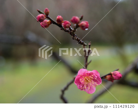 1月に咲いた紅梅「八重寒紅（ヤエカンコウ）」 111429120