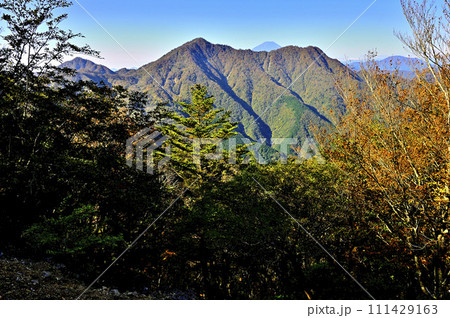 紅葉の丹沢山地　蛭ヶ岳より富士山と檜洞丸を望む 111429163