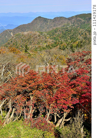 丹沢山地の蛭ヶ岳 シロヤシオの紅葉に袖平山と姫次を望む 丹沢山地の蛭ヶ岳 シロヤシオの紅葉に袖平山と姫次を望む 111429178
