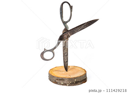 large pair of open old vintage rusty scissors. wide open old tailor shears on white background.  111429218