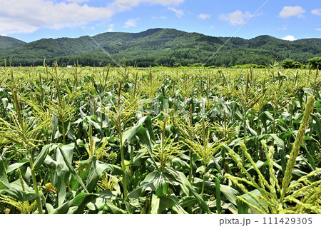 山梨県忍野村　トウモロコシ畑と緑の道志山塊 111429305