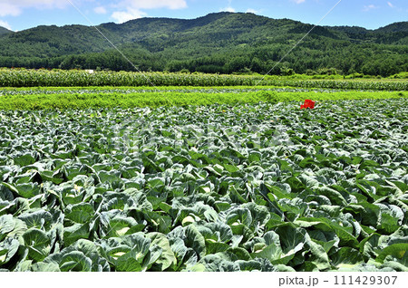 山梨県忍野村 キャベツ畑と緑の道志山塊 山梨県忍野村 キャベツ畑と緑の道志山塊 111429307