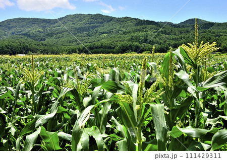 山梨県忍野村 夏の風景 トウモロコシ畑と大平山 山梨県忍野村 夏の風景 トウモロコシ畑と大平山 111429311