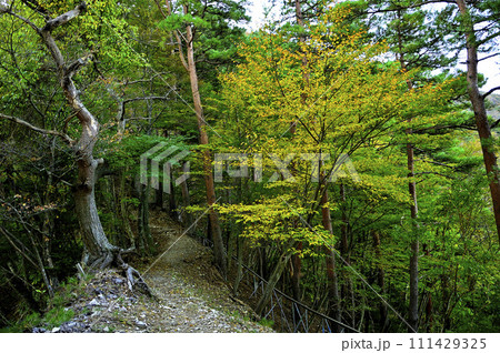 丹沢の八丁坂ノ頭　秋色の八丁坂コースの尾根道 111429325