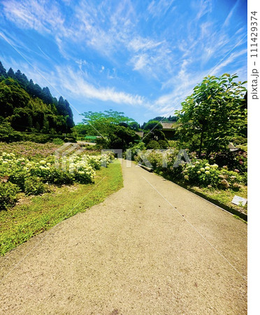 圧巻の量の紫陽花が咲き誇るあじさい屋敷 圧巻の量の紫陽花が咲き誇るあじさい屋敷 111429374