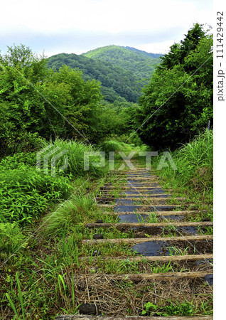 道志山塊　平尾山より夏の大窪山とイモ山を望む 111429442