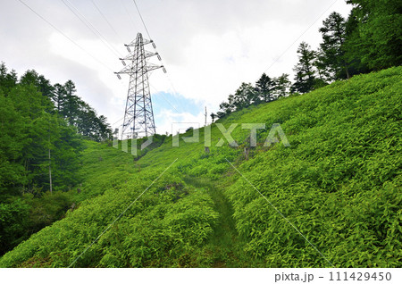 道志山塊の石割山 夏草生い茂る石割山北東尾根より眺める天竜南線の鉄塔 道志山塊の石割山 夏草生い茂る石割山北東尾根より眺める天竜南線の鉄塔 111429450