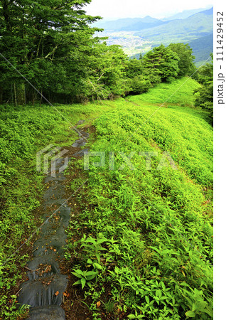 道志山塊の石割山　夏草生い茂る石割山北東尾根の登山道 111429452