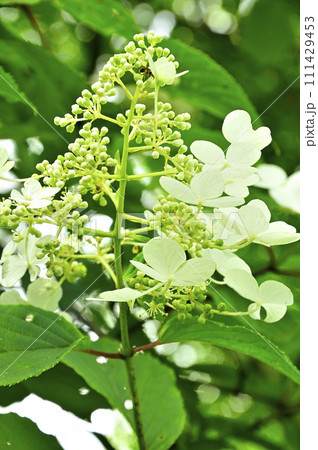 道志山塊の石割山 ノリウツギ 道志山塊の石割山 ノリウツギ 111429453