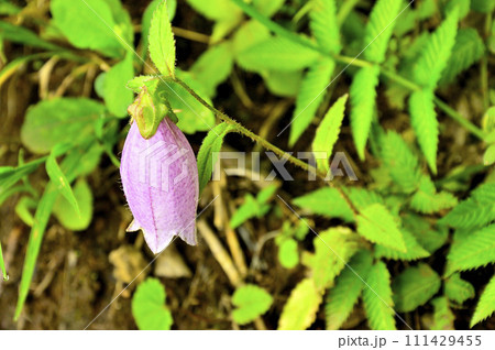 道志山塊の石割山 ヤマホタルブクロ 道志山塊の石割山 ヤマホタルブクロ 111429455