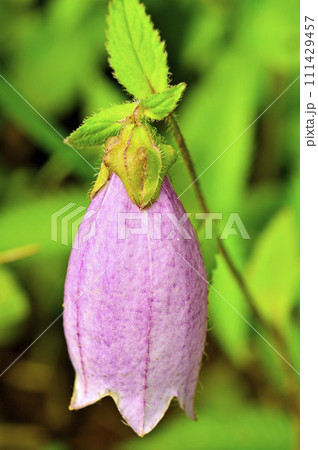 道志山塊の石割山　ヤマホタルブクロ 111429457