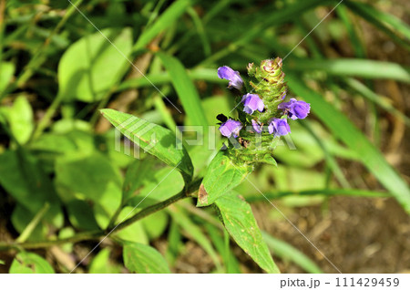 道志山塊の石割山　ウツボグサ 111429459