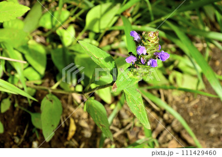 道志山塊の石割山　ウツボグサ 111429460