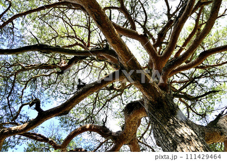 道志山塊の石割山　二十曲峠のアカマツ 111429464
