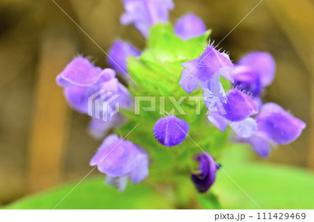 道志山塊の砂須山　ウツボグサ 111429469