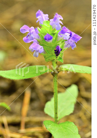 道志山塊の砂須山 ウツボグサ 道志山塊の砂須山 ウツボグサ 111429470