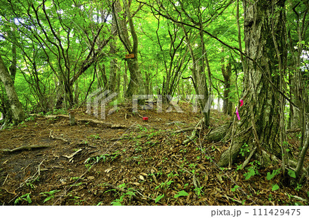 道志山塊の加瀬山山頂 森の中の小ピーク 道志山塊の加瀬山山頂 森の中の小ピーク 111429475