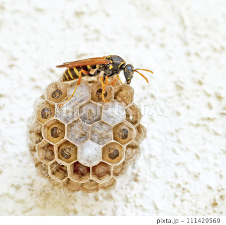 蜂の巣 111429569