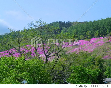 芝桜 芝桜 111429581
