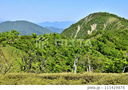 丹沢山地の不動ノ峰から望む　緑の山地　大室山と蛭ヶ岳 111429878