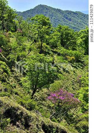 丹沢山地の不動ノ峰から望む　緑の山地と塔ノ岳 111429879