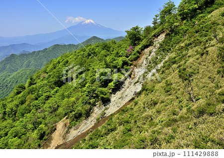 丹沢山地の棚沢ノ頭より 緑の山地に富士山を望む 丹沢山地の棚沢ノ頭より 緑の山地に富士山を望む 111429888