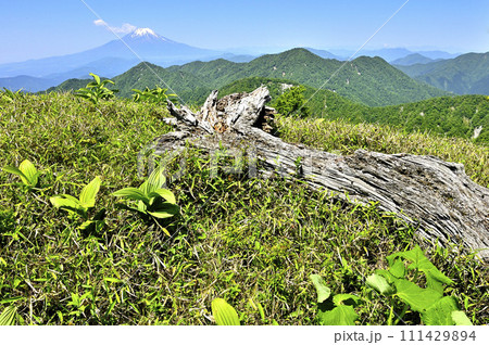 丹沢山地の棚沢ノ頭山頂より　富士山と西丹沢を望む展望 111429894