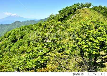 丹沢の不動ノ峰より望む富士山と緑の丹沢主脈の棚沢ノ頭 111429912