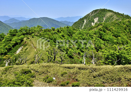 丹沢の不動ノ峰より望む緑の丹沢主脈の縦走路　大室山と蛭ヶ岳 111429916
