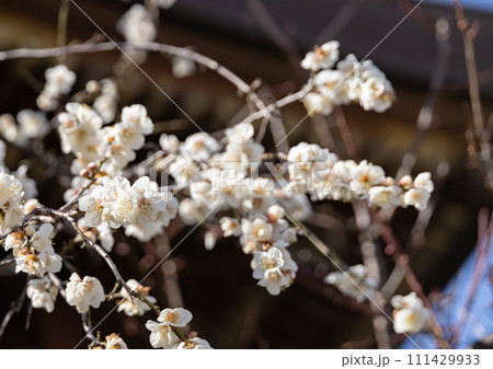 湯島天神の梅の花 111429933