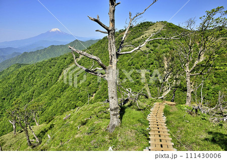 丹沢山地の丹沢山より　富士山と不動ノ峰を望む丹沢主脈の登山道 111430006