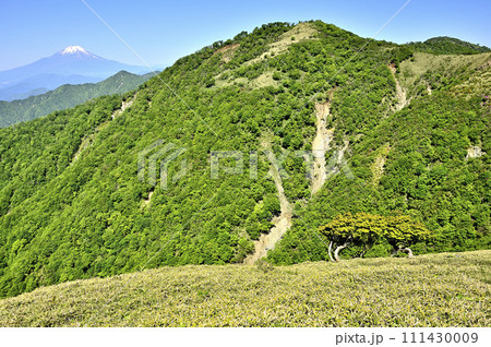 丹沢山地の丹沢山より　初夏の頃　富士山と丹沢主脈の山々を望む 111430009