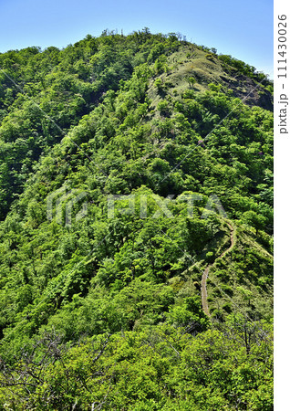 丹沢山地の箒杉沢ノ頭より　緑の山地　丹沢山を望む 111430026
