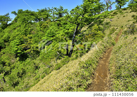 丹沢山地の不動ノ峰　緑の山地の尾根道 111430056