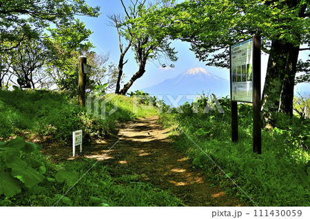 丹沢山地の不動ノ峰山頂　森の外に聳える富士山 111430059