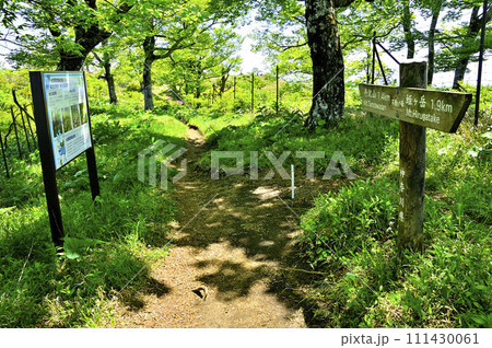丹沢山地の不動ノ峰山頂　丹沢主脈の緑の頂 111430061