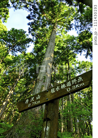 丹沢の丹沢山　堂平コース　森を通る登山道 111430193