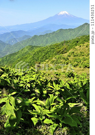 丹沢山地の丹沢山より バイケイソウの若葉に富士山を望む 丹沢山地の丹沢山より バイケイソウの若葉に富士山を望む 111430251