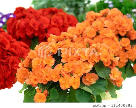 エラチオールベゴニア　ヘイリーピーチ　 111430293