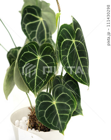 アンスリウム クラリネルビウム アンスリウム クラリネルビウム 111430298
