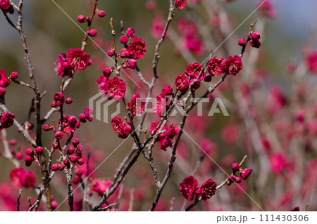 バラ科サクラ属の梅の開花 バラ科サクラ属の梅の開花 111430306